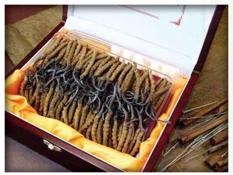 肃宁冬虫夏草回收